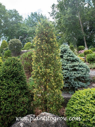 Tage Lundell (Juniperus communis)